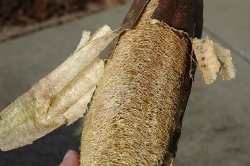 Dried loofah having skin removed